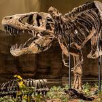 Carnegie Museum of Natural History