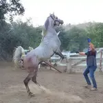 Arabian Horse Experience