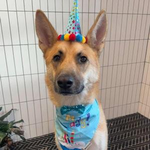 Donate to Cincinnati Animal CARE or Stray Animal Adoption Program (SAAP)