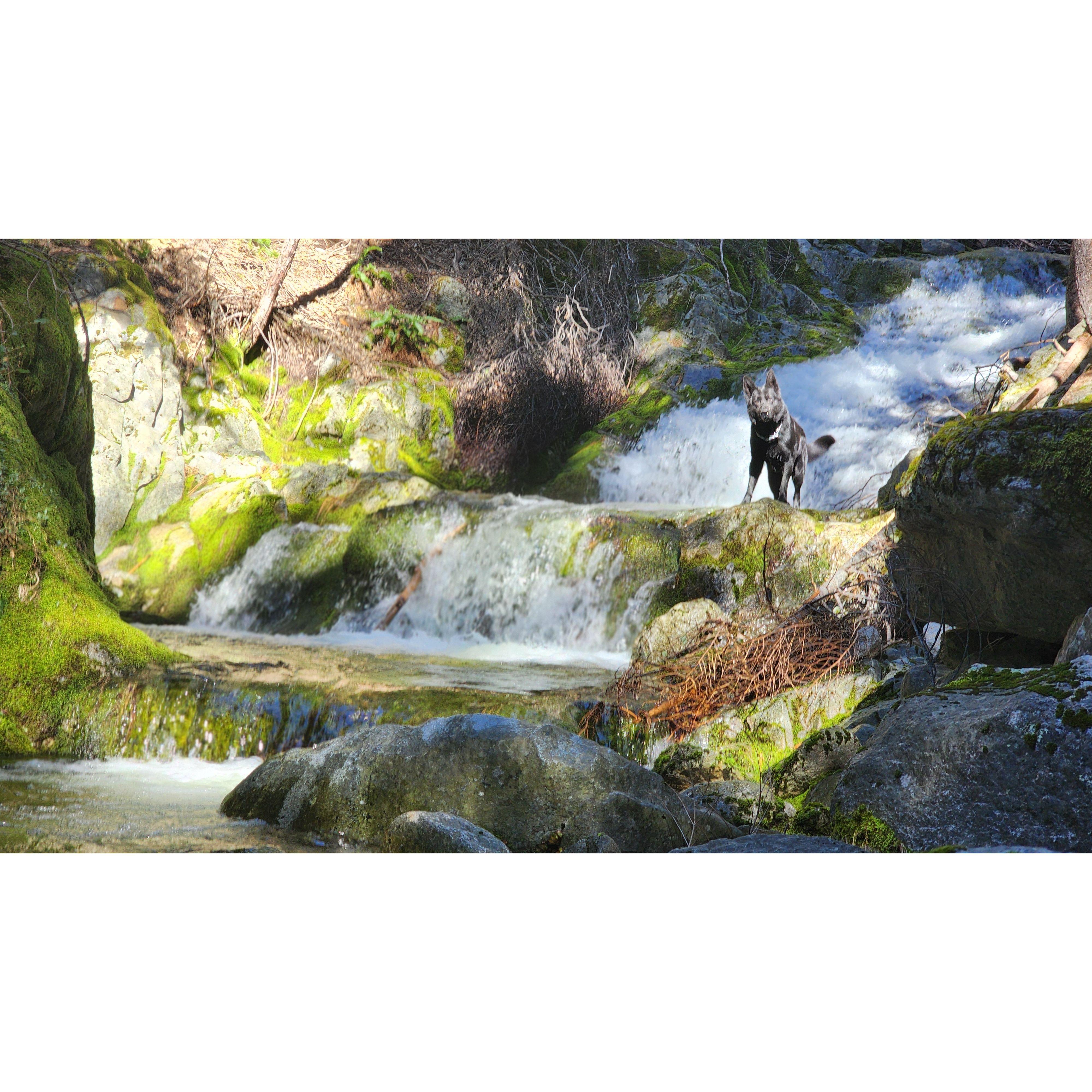 The family dog Cosmo, at another beautiful creek spot.
