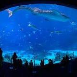 Georgia Aquarium