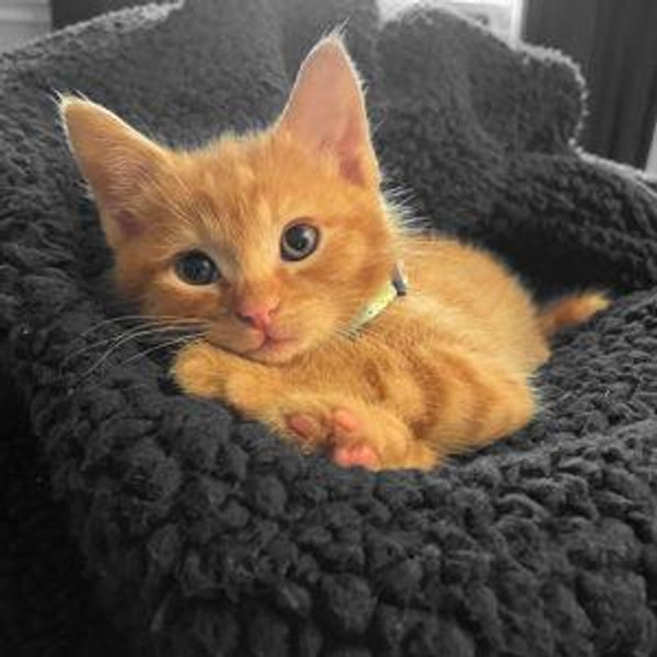 Teddy Adoption Fund