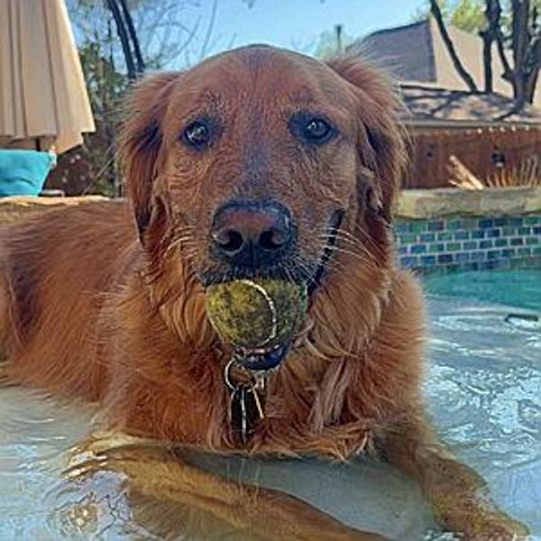 🐶 Hemingway’s At-Home Retreat