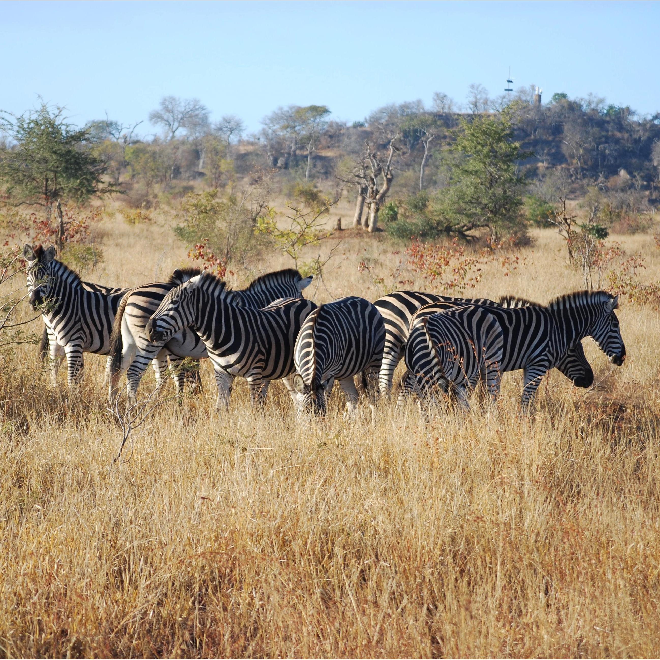 Krueger National Park, South Africa