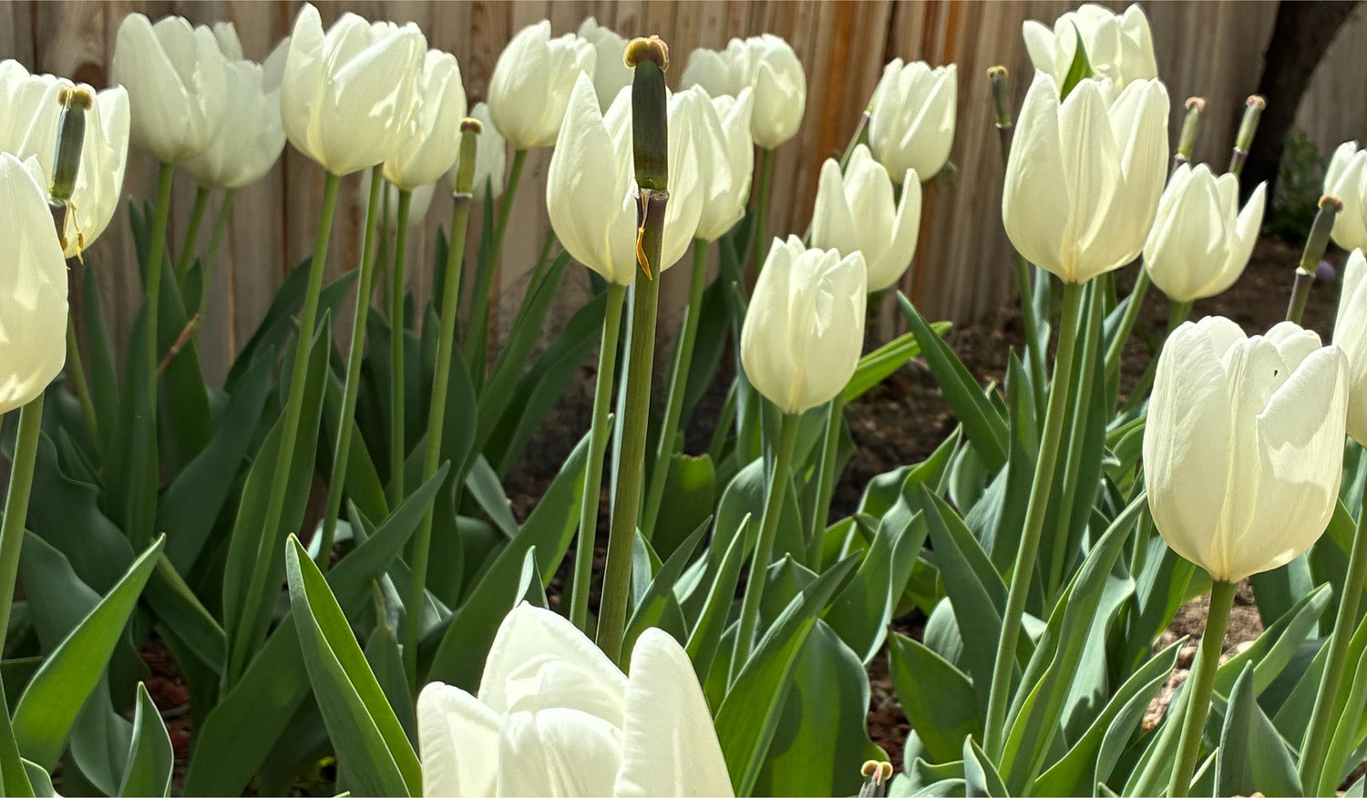Footer image
