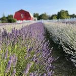 Fragrant Isle Lavender Farm & Shop