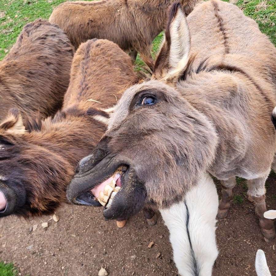 Maddy's birthday trip to Lazy 5 Ranch in Mooresville, NC! 
-02-08-25-