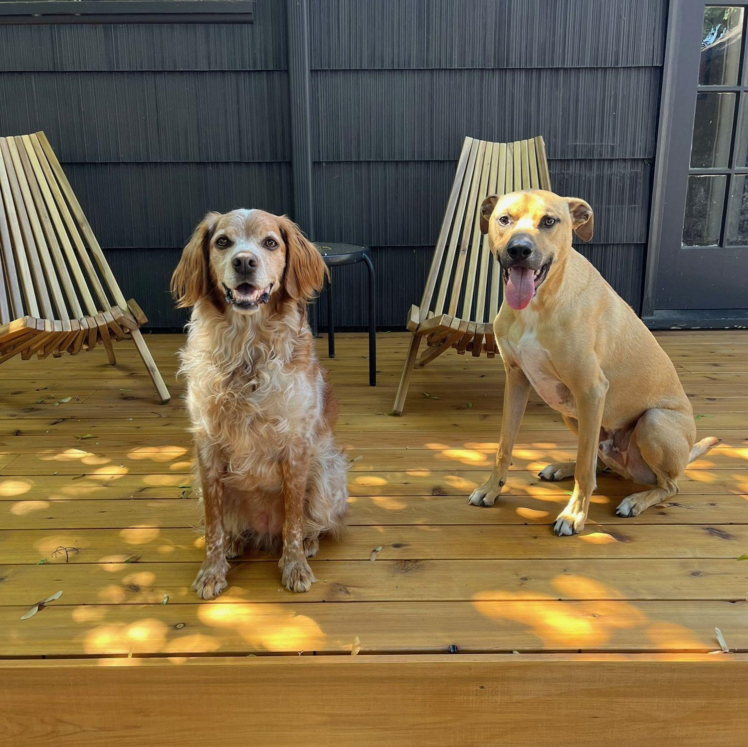 The best of the best. Our number ones. Total maniacs each in their own very different way. Jeep loves to cuddle with Kaitlin and Penny keeps tabs of where I am at all times.