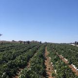 Alstede Farms