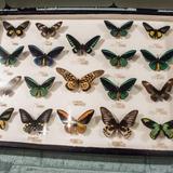 May Natural History Museum