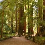 Henry Cowell Redwoods State Park