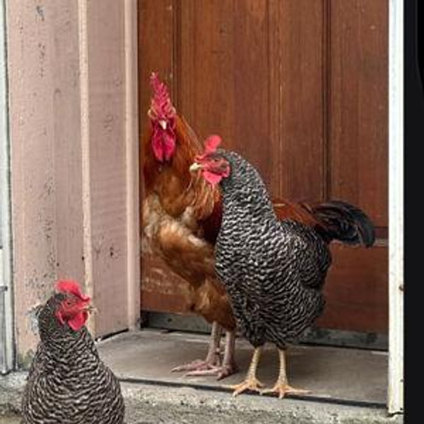 Sponsor A Chicken