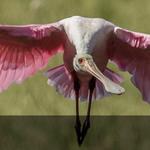 Everglades National Park