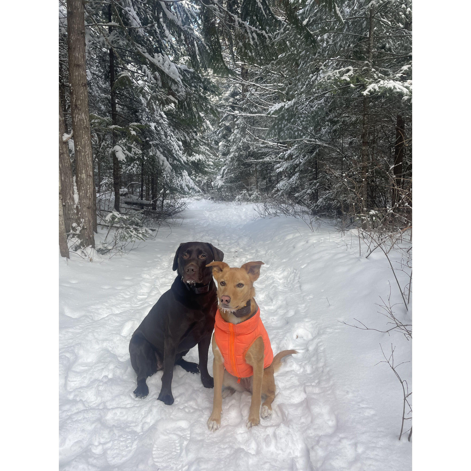 Our Fur Babies
