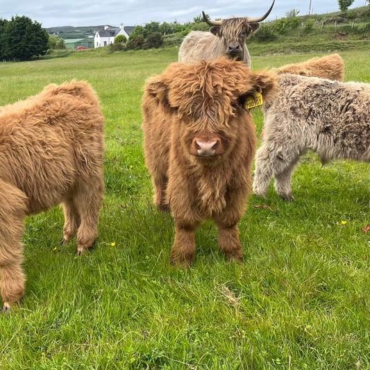 Highland Cows and Afternoon Tea