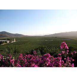 Valle de Guadalupe