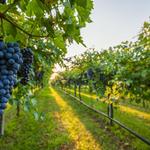 Grand River Valley - Ohio's Wine Country