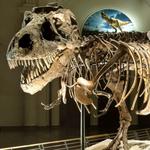 Field Museum