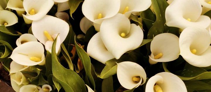 The Wedding Website of Corina Aragon and Eric K. Atkerson