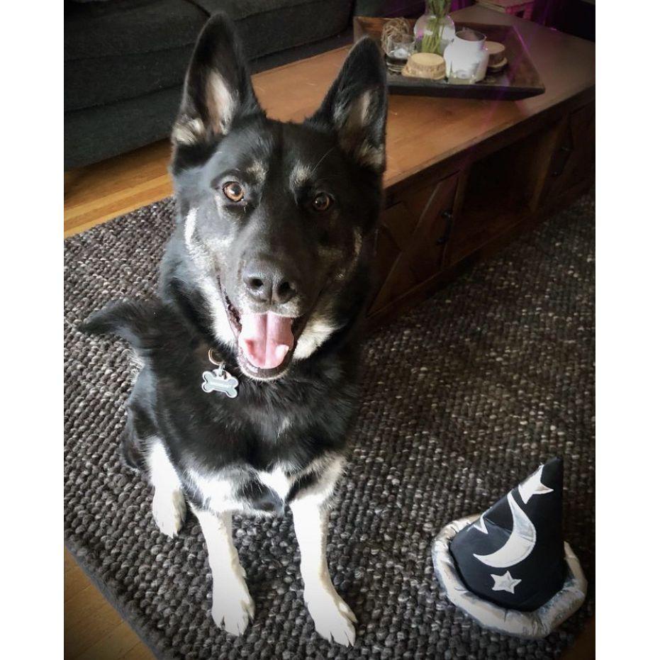 Good boi Radagast, living his best life.