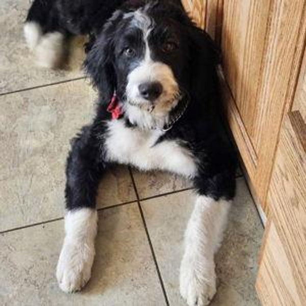 Ollie's fund for Treats and Toys