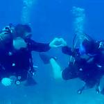 SCUBA CARIBE