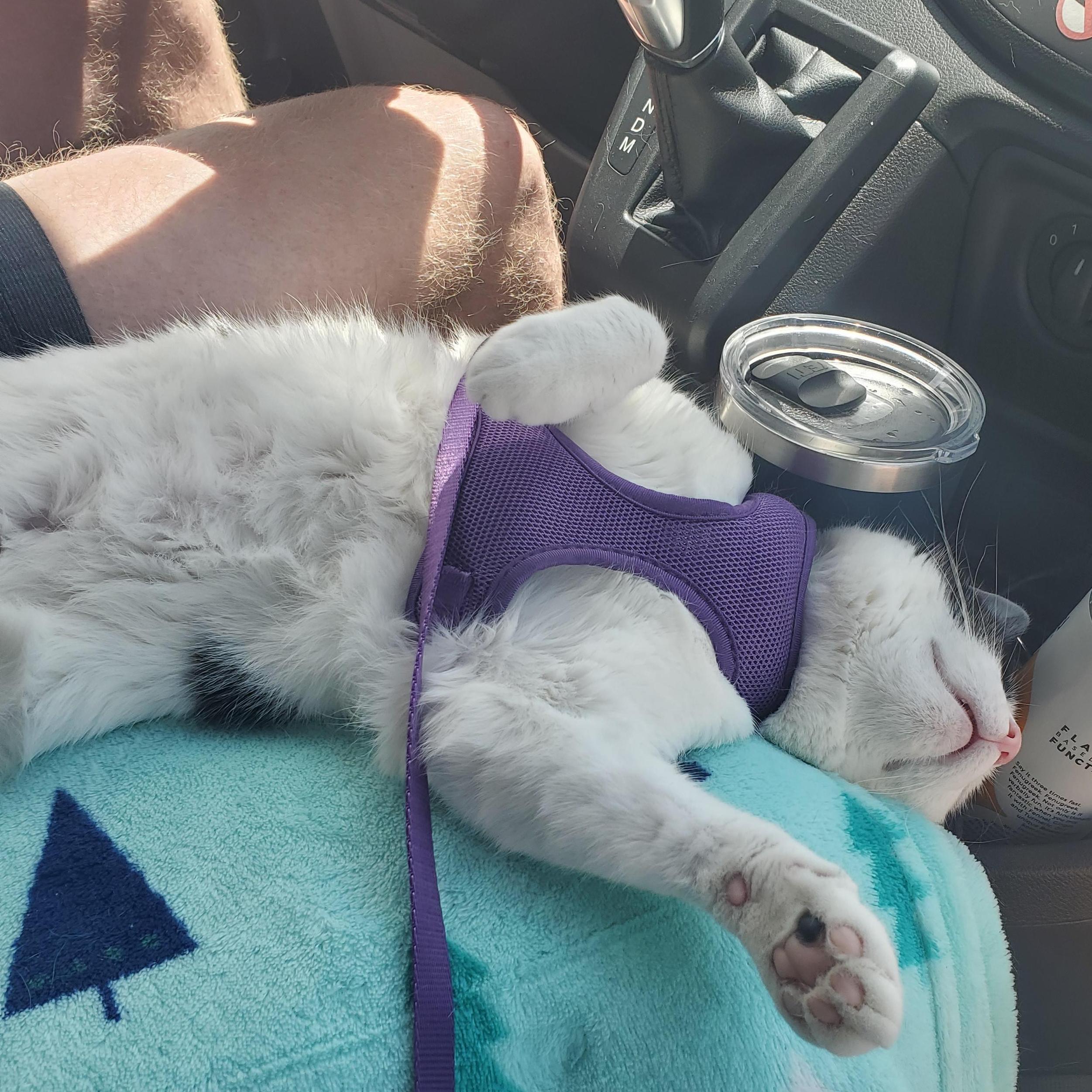 Roo was very dramatic about the drive.