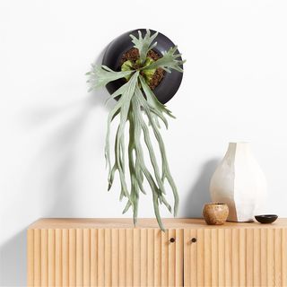 Potted Faux Staghorn Fern in Pot