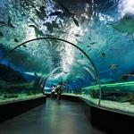 The Dallas World Aquarium