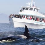 Vancouver Whale Watch