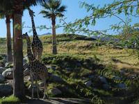 The Living Desert Zoo and Gardens