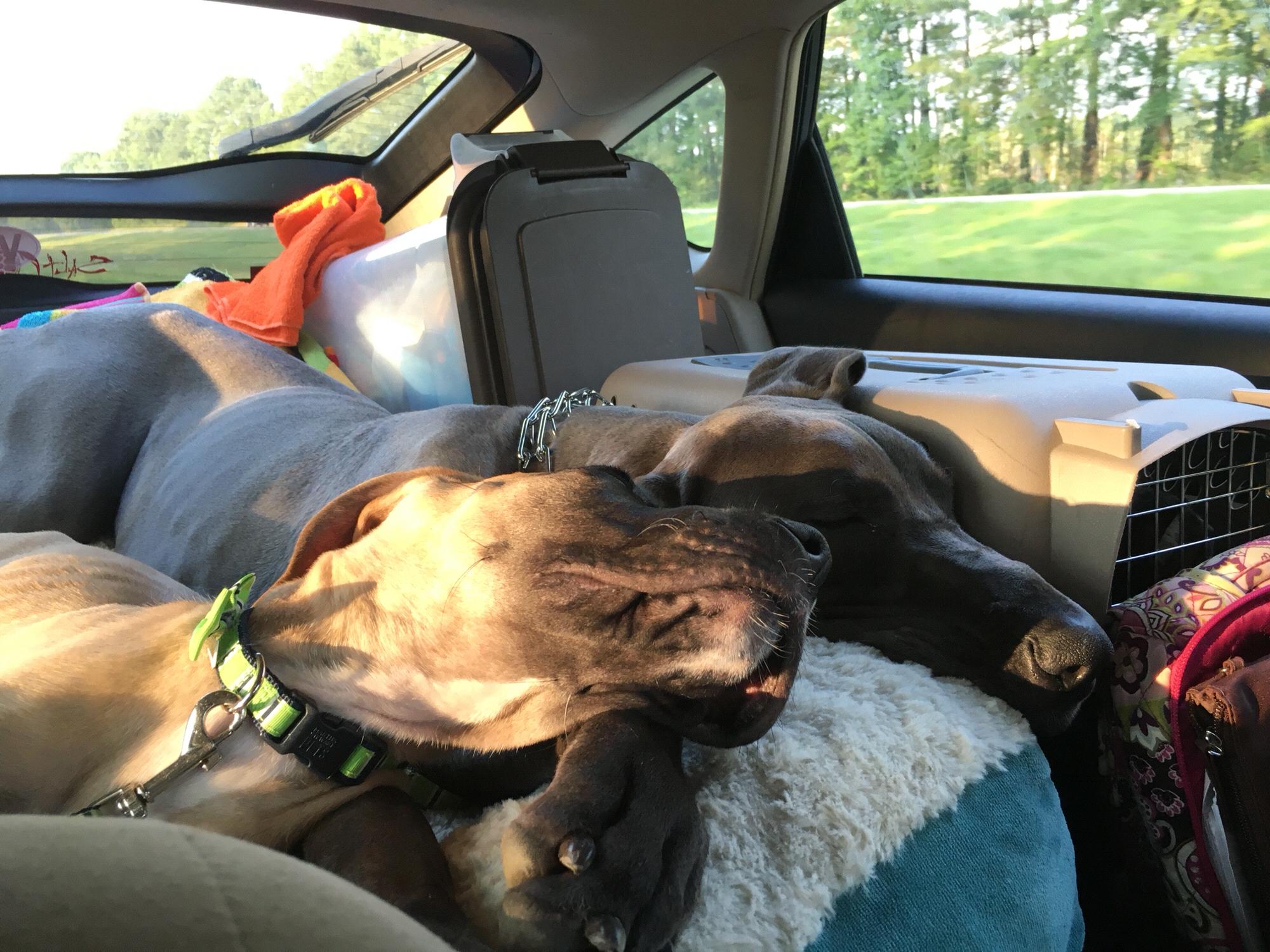 Road trip to Florida! This time we brought the dogs and the cat. All 5 of us packed up into the Prius and drove down. It’s a long drive, but always worth it to see Mom and Dan!
