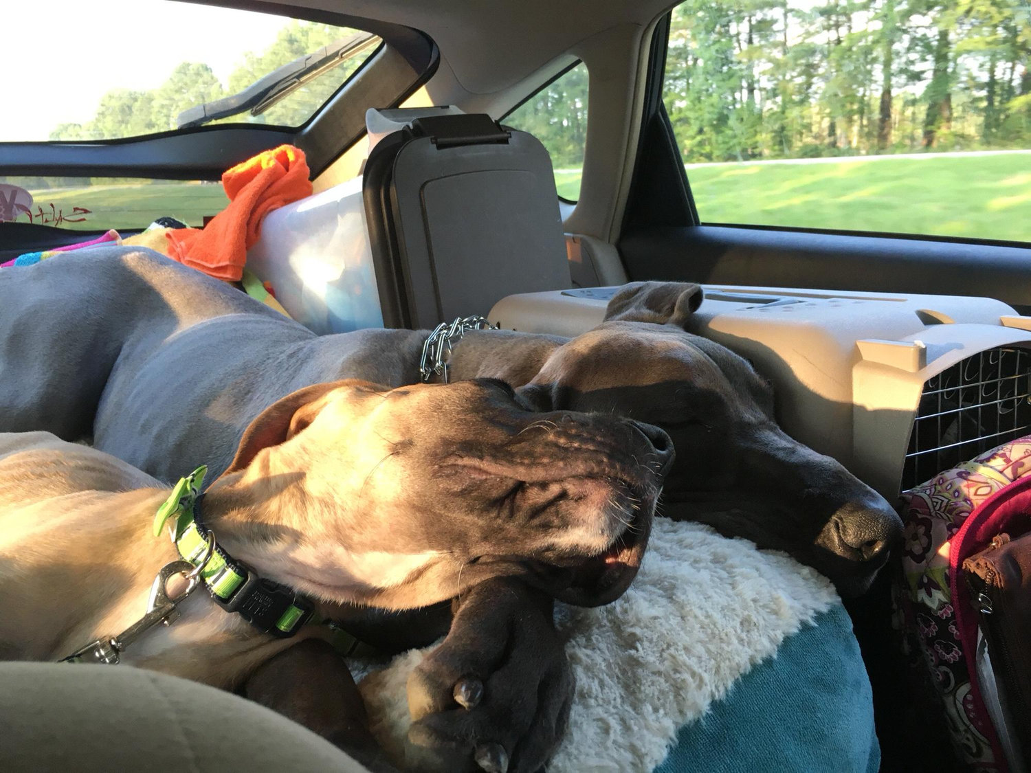Road trip to Florida! This time we brought the dogs and the cat. All 5 of us packed up into the Prius and drove down. It’s a long drive, but always worth it to see Mom and Dan!