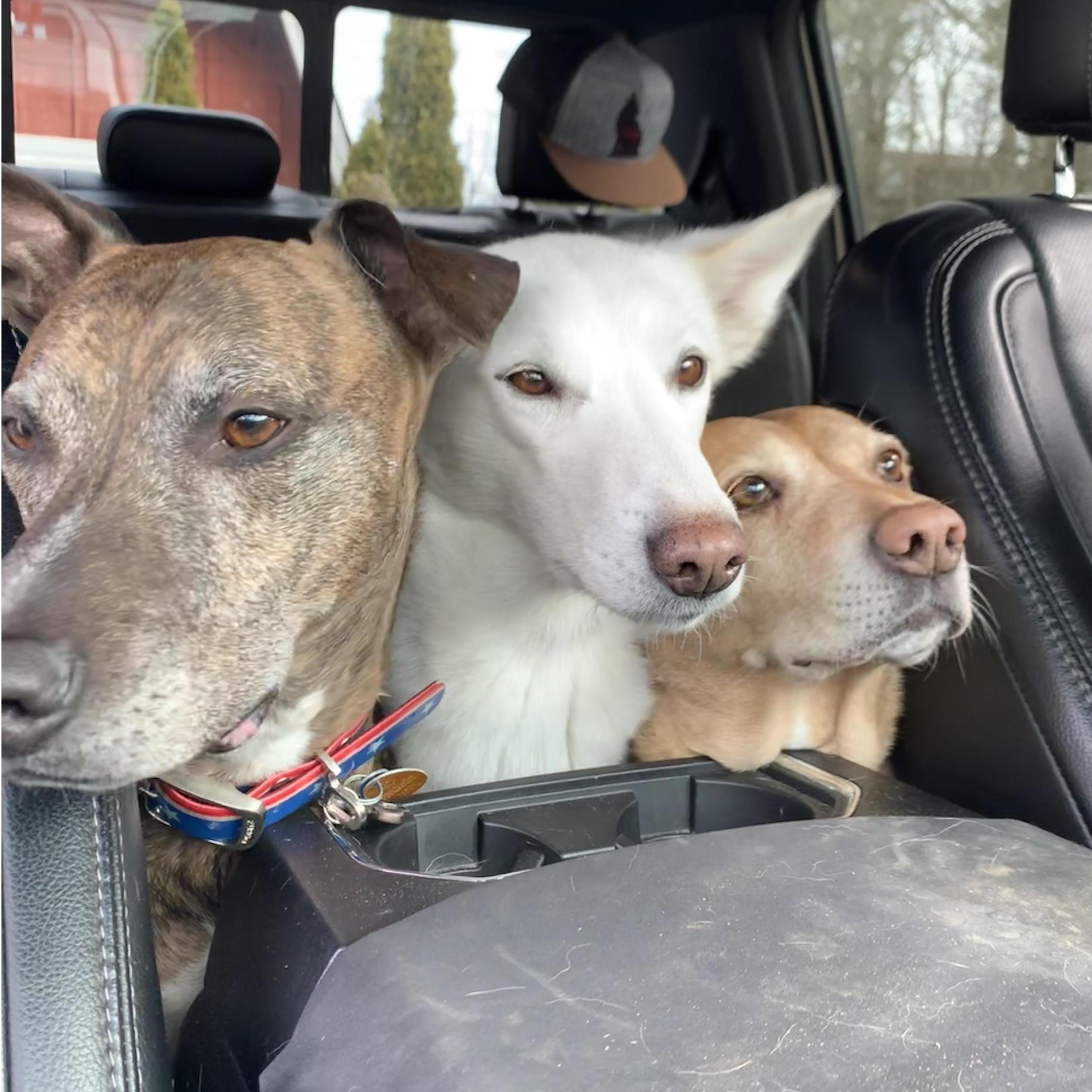 Our fur-babies