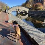 Stone Arch Bridge at Carroll Creek