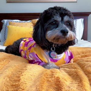 Pet Hotel For Our Honeymoon