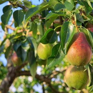 Pear Trees