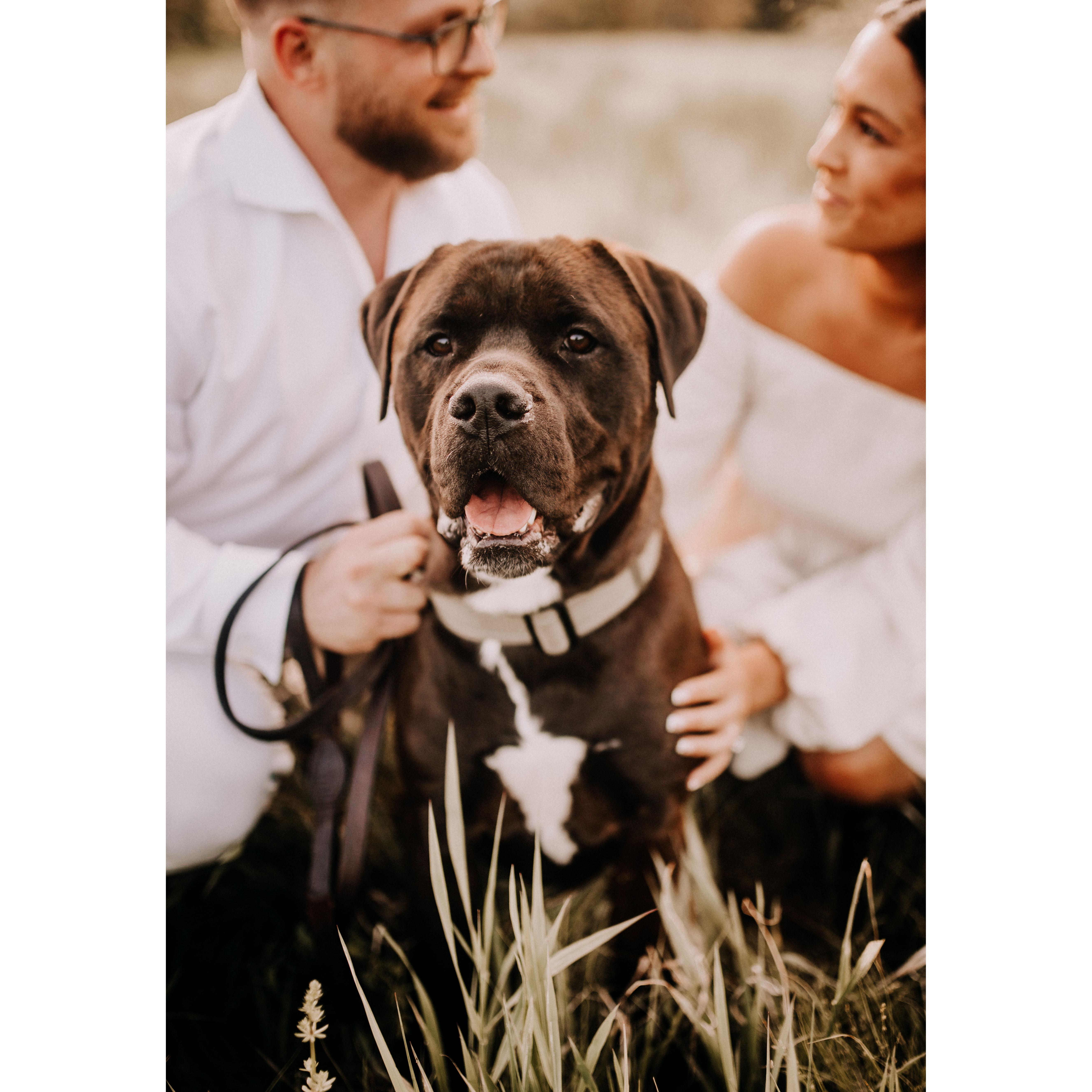 Our 4 legged child, Jax Fabrizio, who we welcomed into our life April 2021. He played a key role in our proposal!