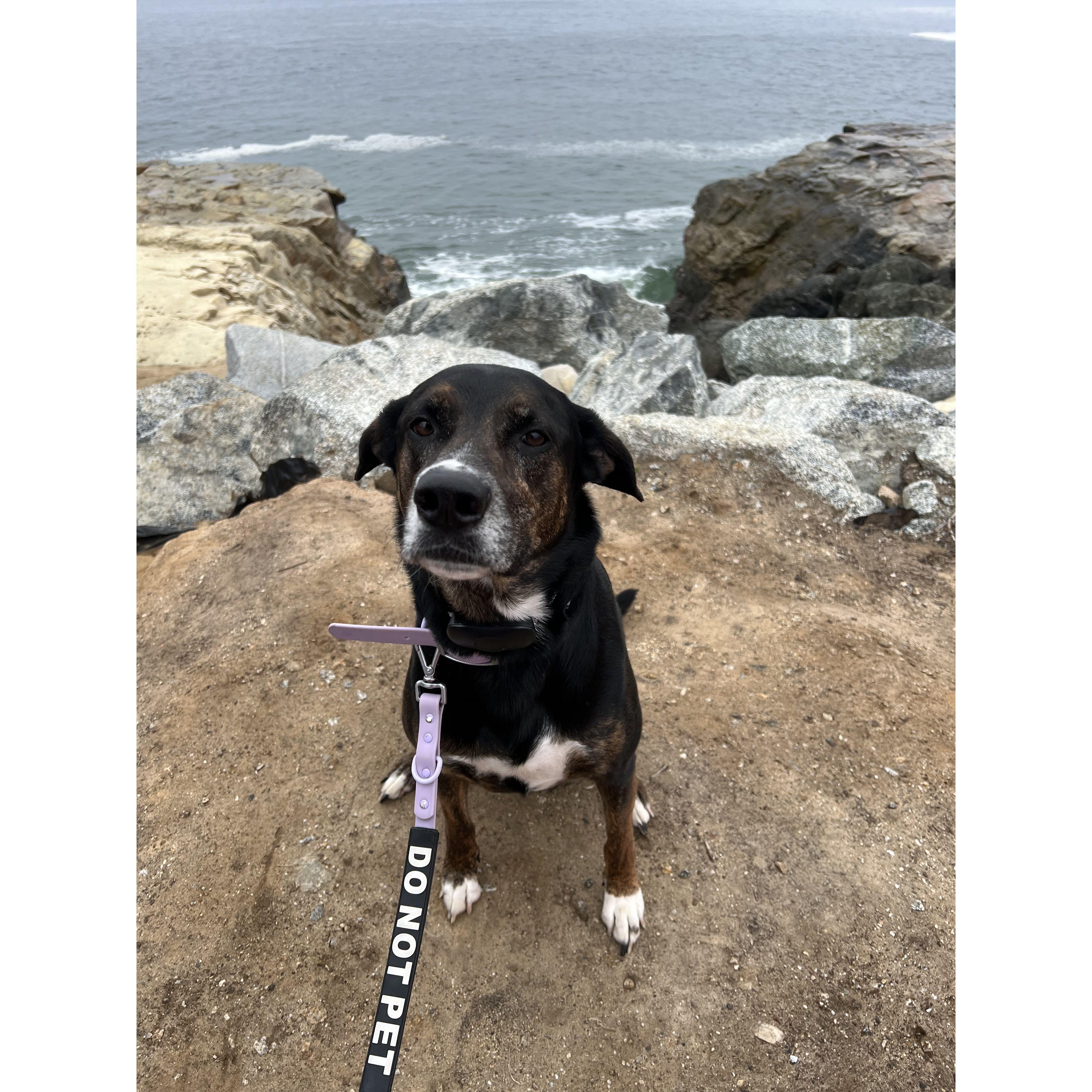 Luna has been on many adventures with us, she wishes she could be here for this as well