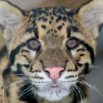 Naples Zoo at Caribbean Gardens