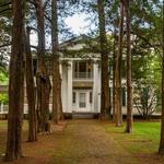 Rowan Oak