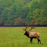 Elk Watching in Cataloochee Valley