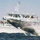 Cape Ann Whale Watch