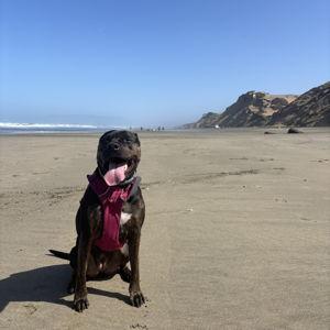 Year's Supply Of Pet Treats for Millie Girl