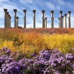 United States National Arboretum