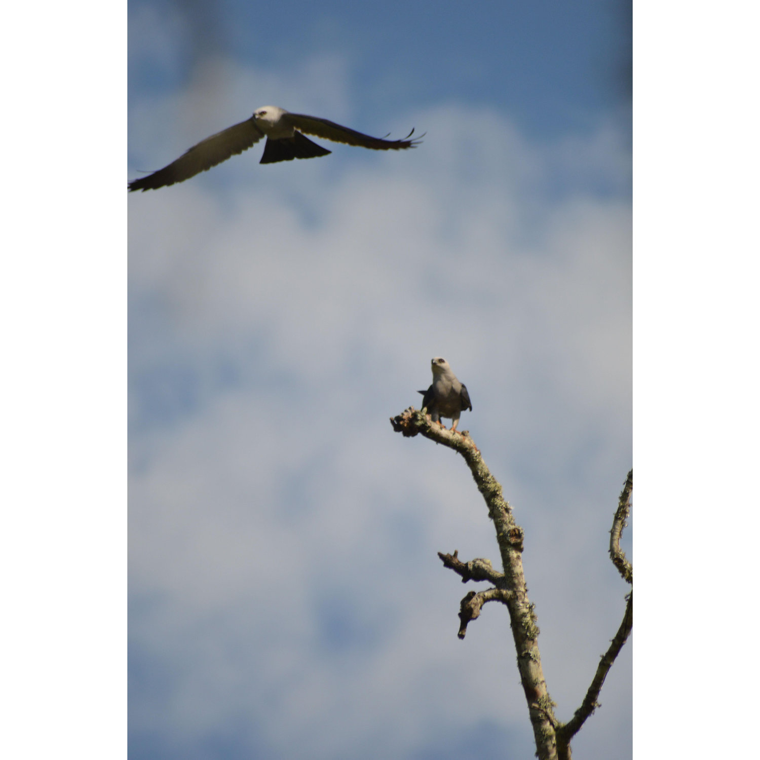 Male Osprey circling his mate. Picture taken July 2024
