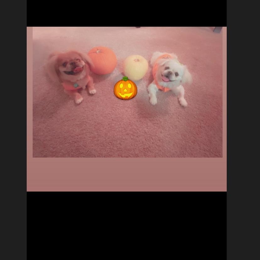 Our fur babies PJ & Pokahn! 🐶🎃🐶🎃