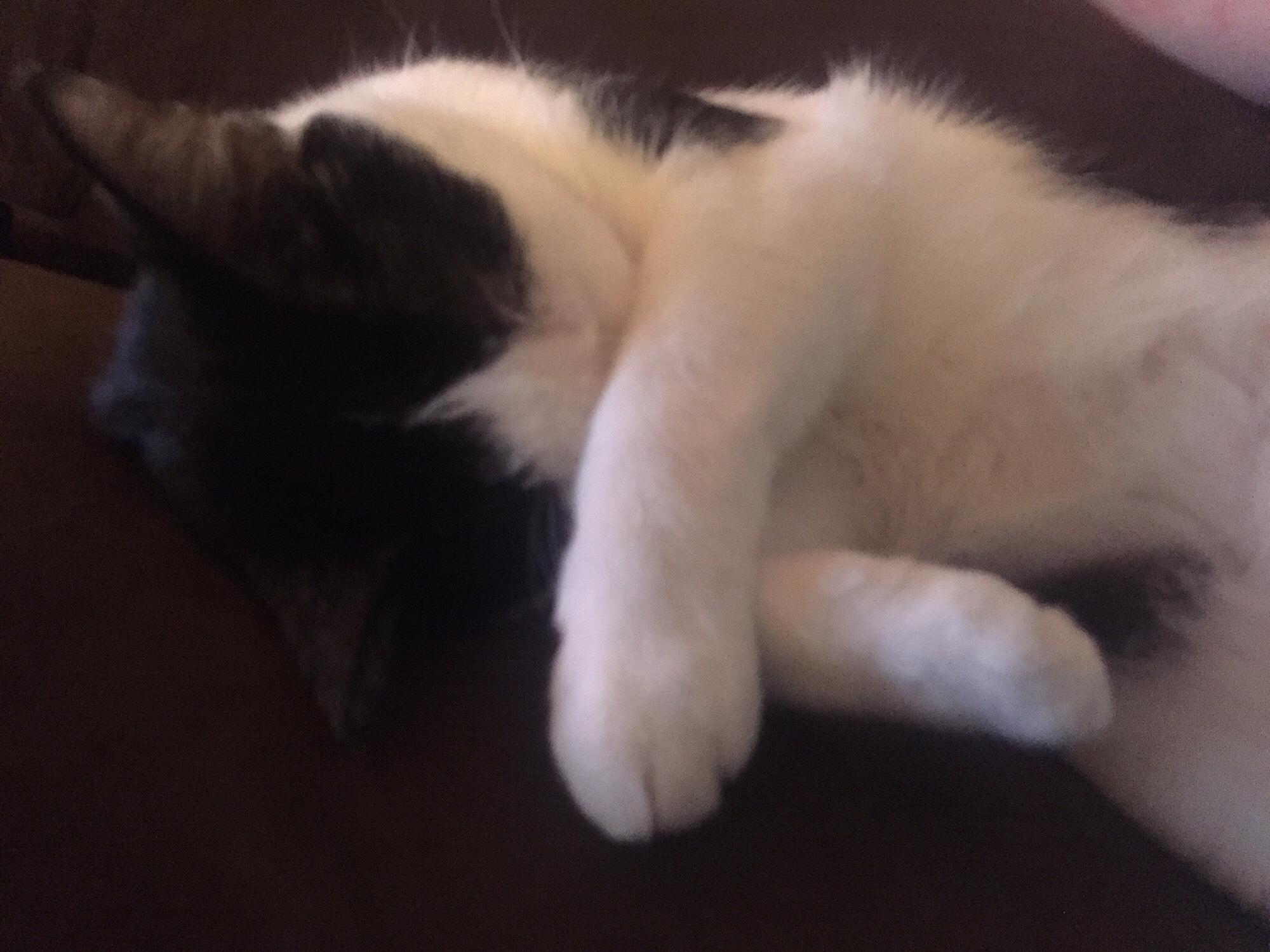 More shots of our fur baby