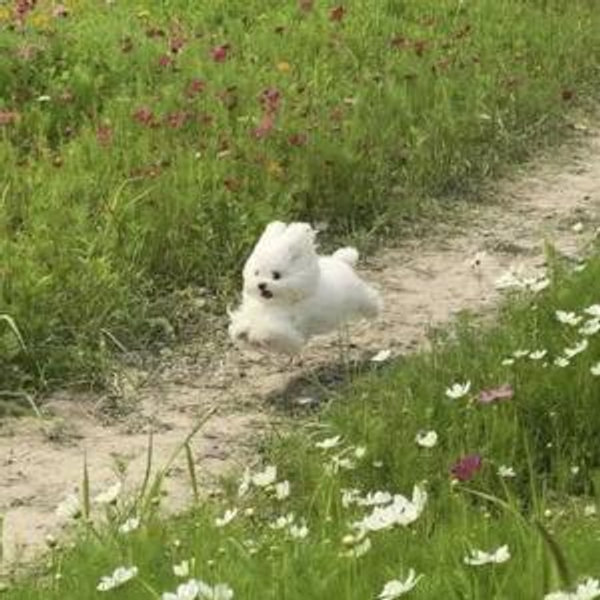 Future Dog Fund
