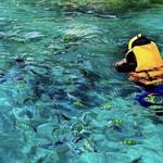 Kona Manta Ray Snorkel Tours